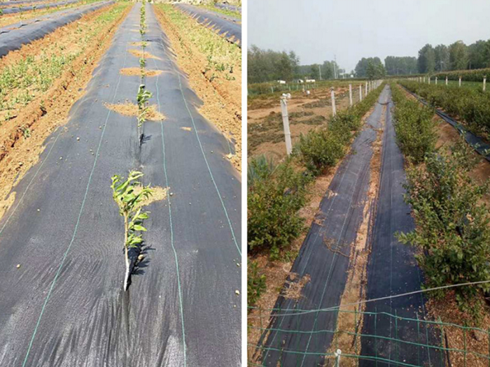 果園防草布怎么鋪設